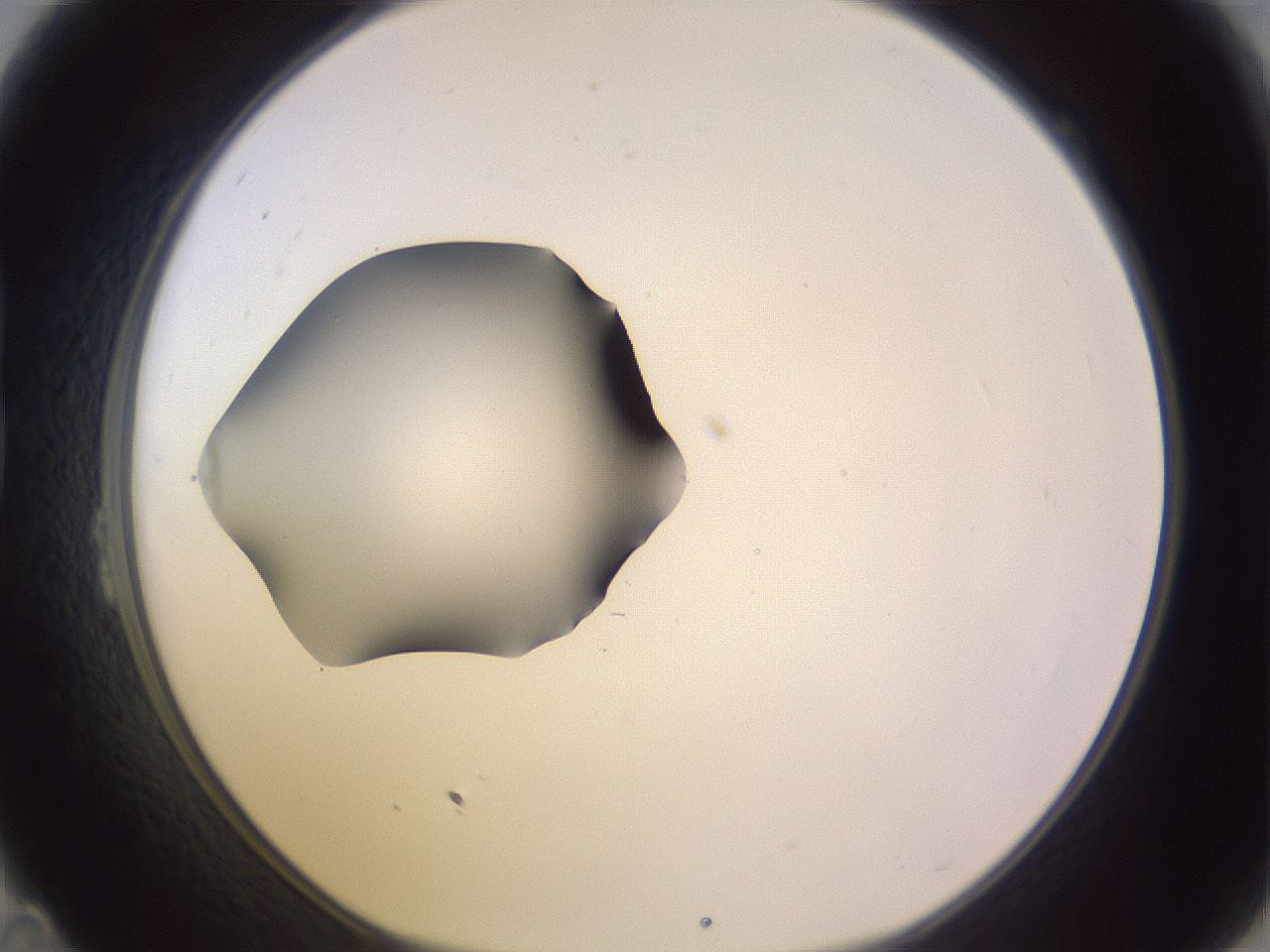 folderID410_plateID1410_batchID5183_wellNum23_profileID1_d1_r86344_ef.jpg