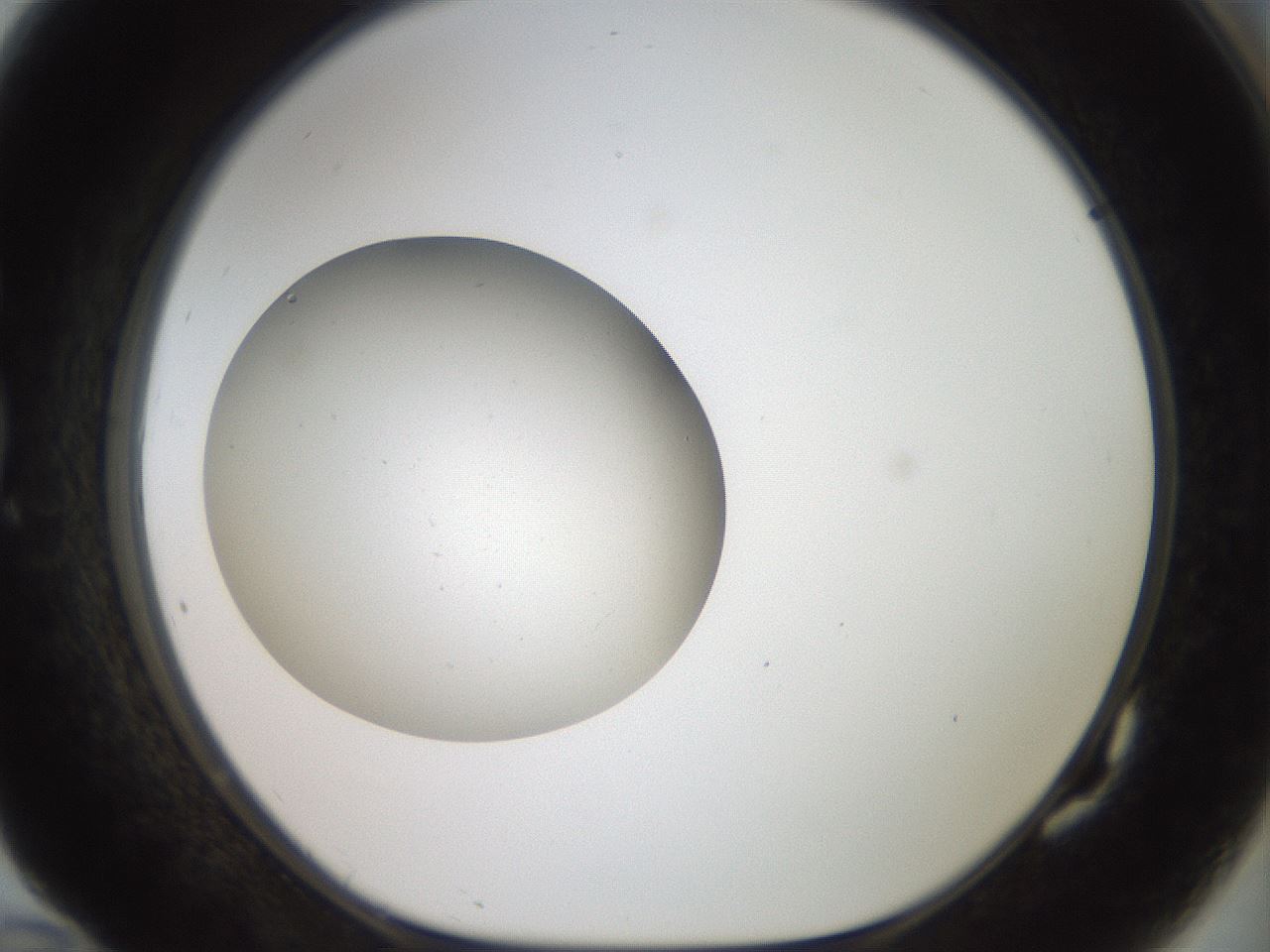 folderID40_plateID2040_batchID9008_wellNum82_profileID1_d1_r137625_ef.jpg