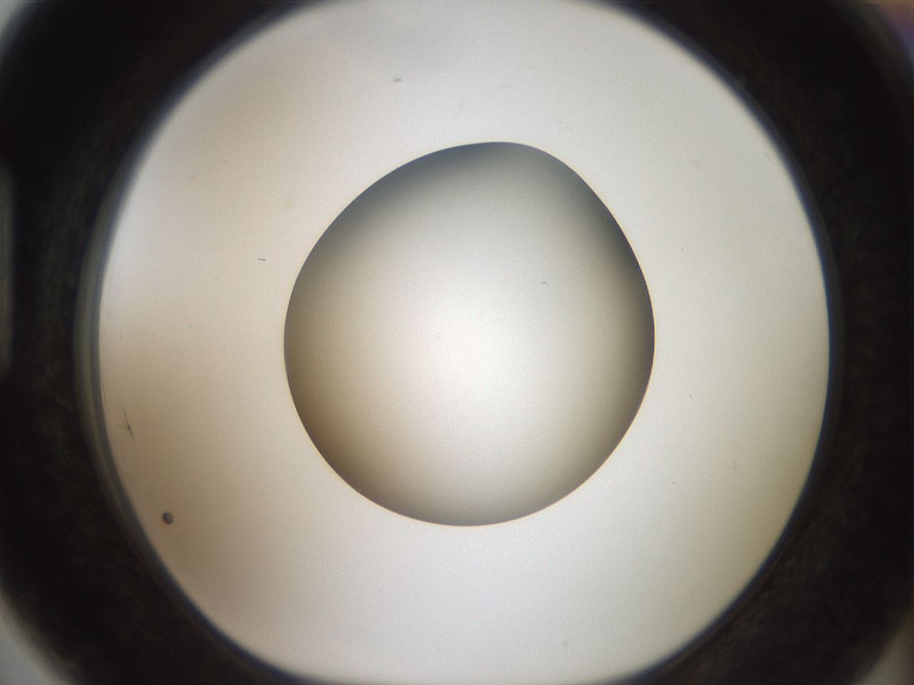 folderID40_plateID2040_batchID9008_wellNum89_profileID1_d1_r137639_ef.jpg
