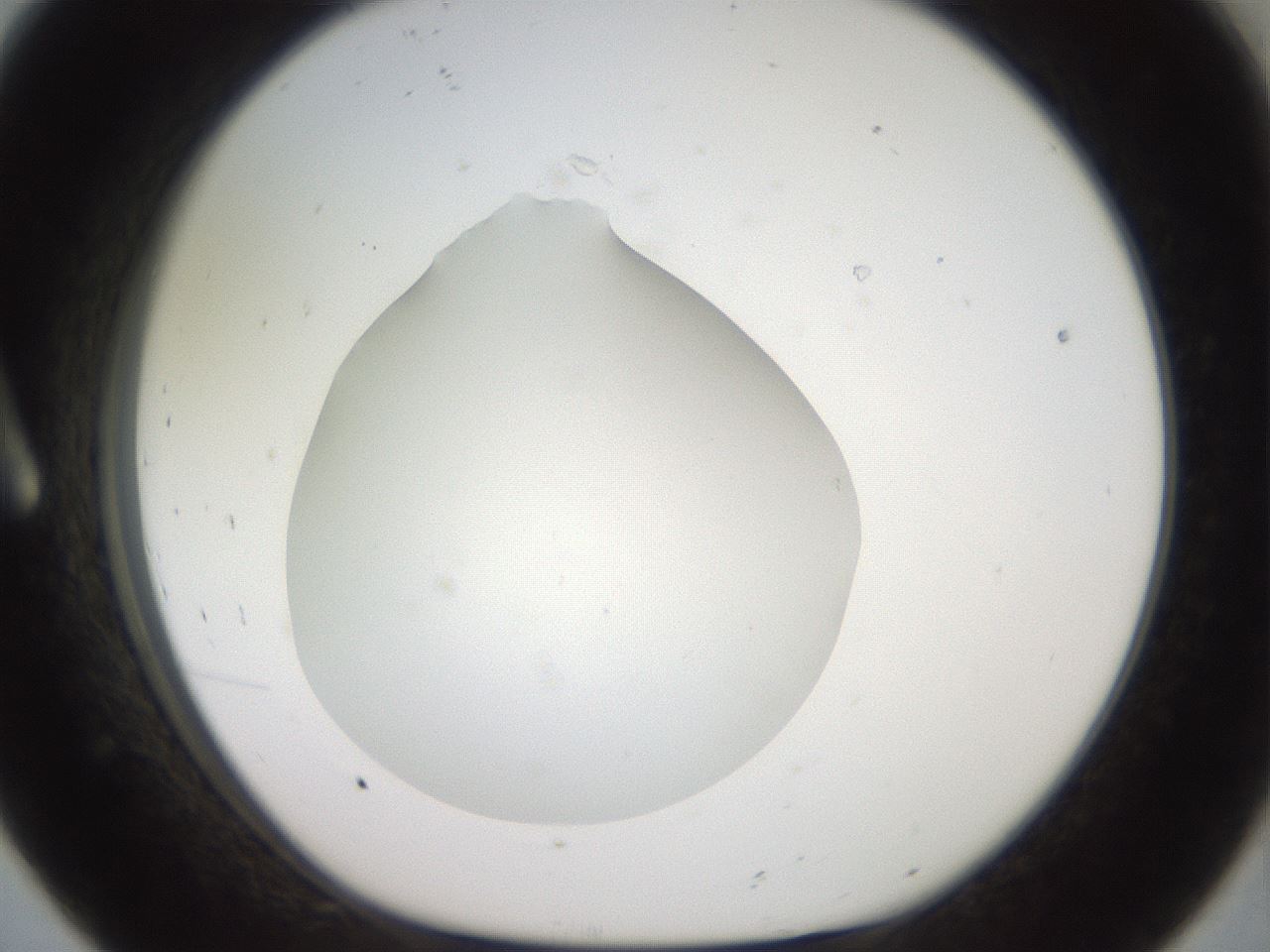 folderID40_plateID2040_batchID9008_wellNum8_profileID1_d1_r137477_ef.jpg