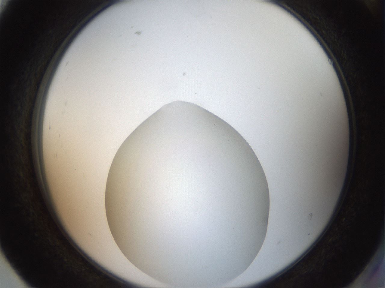folderID40_plateID2040_batchID9008_wellNum93_profileID1_d2_r137648_ef.jpg