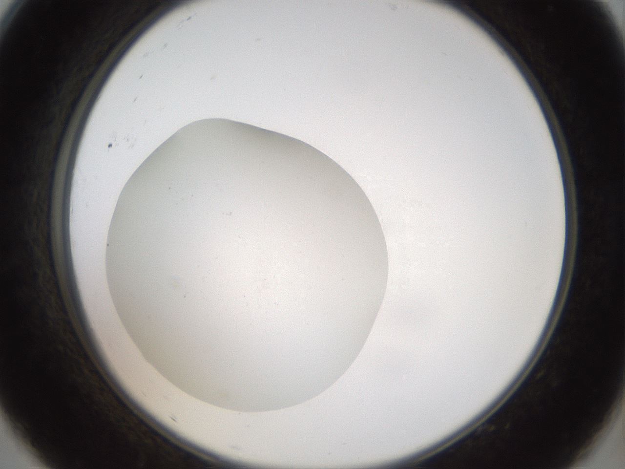 folderID40_plateID2040_batchID9008_wellNum9_profileID1_d2_r137480_ef.jpg