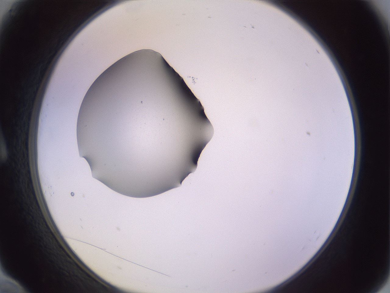 folderID410_plateID1410_batchID5183_wellNum10_profileID1_d1_r86331_ef.jpg