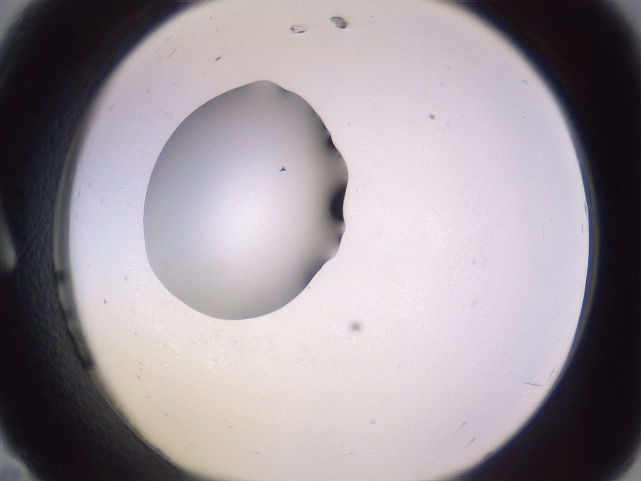 folderID410_plateID1410_batchID5183_wellNum11_profileID1_d1_r86332_ef.jpg