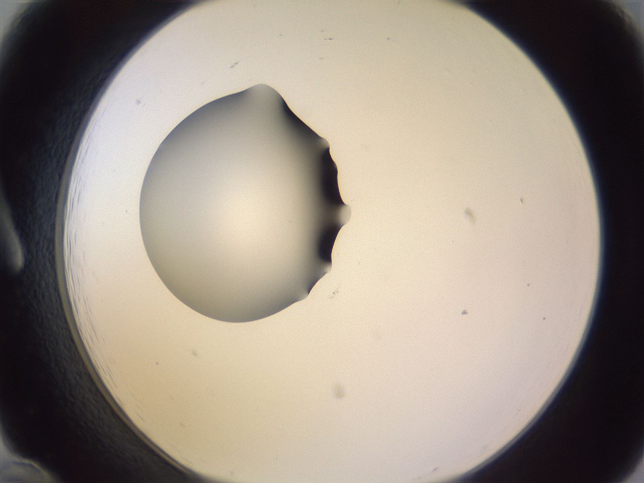 folderID410_plateID1410_batchID5183_wellNum12_profileID1_d1_r86333_ef.jpg