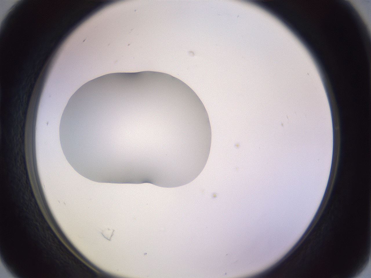 folderID410_plateID1410_batchID5183_wellNum16_profileID1_d1_r86337_ef.jpg