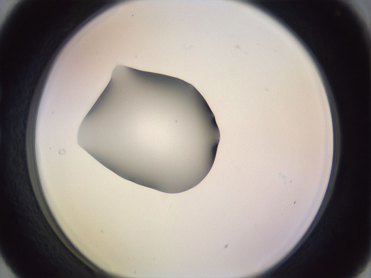 folderID410_plateID1410_batchID5183_wellNum29_profileID1_d1_r86350_ef.jpg