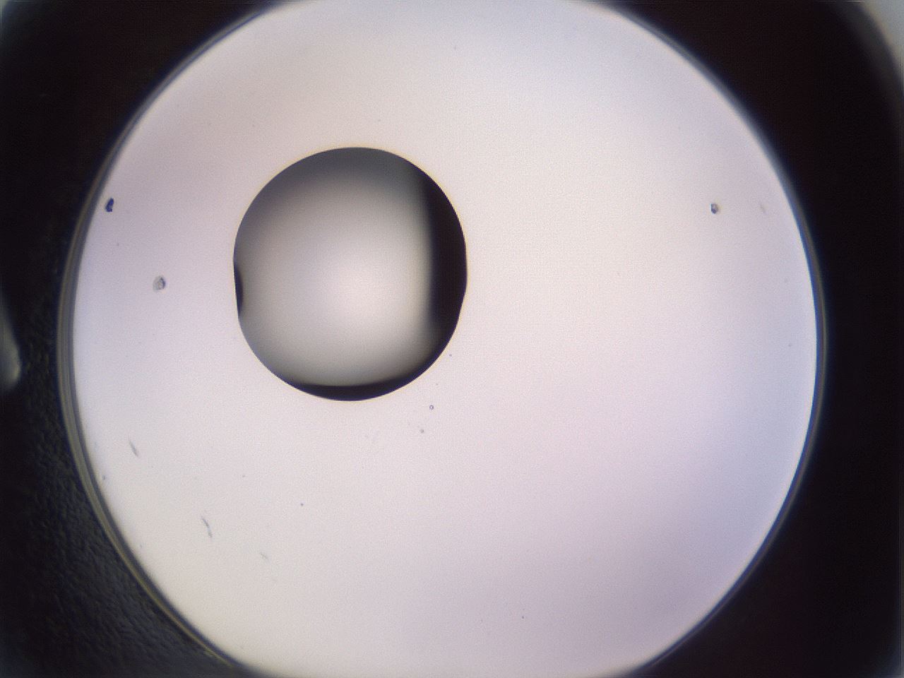 folderID410_plateID1410_batchID5183_wellNum2_profileID1_d1_r86323_ef.jpg