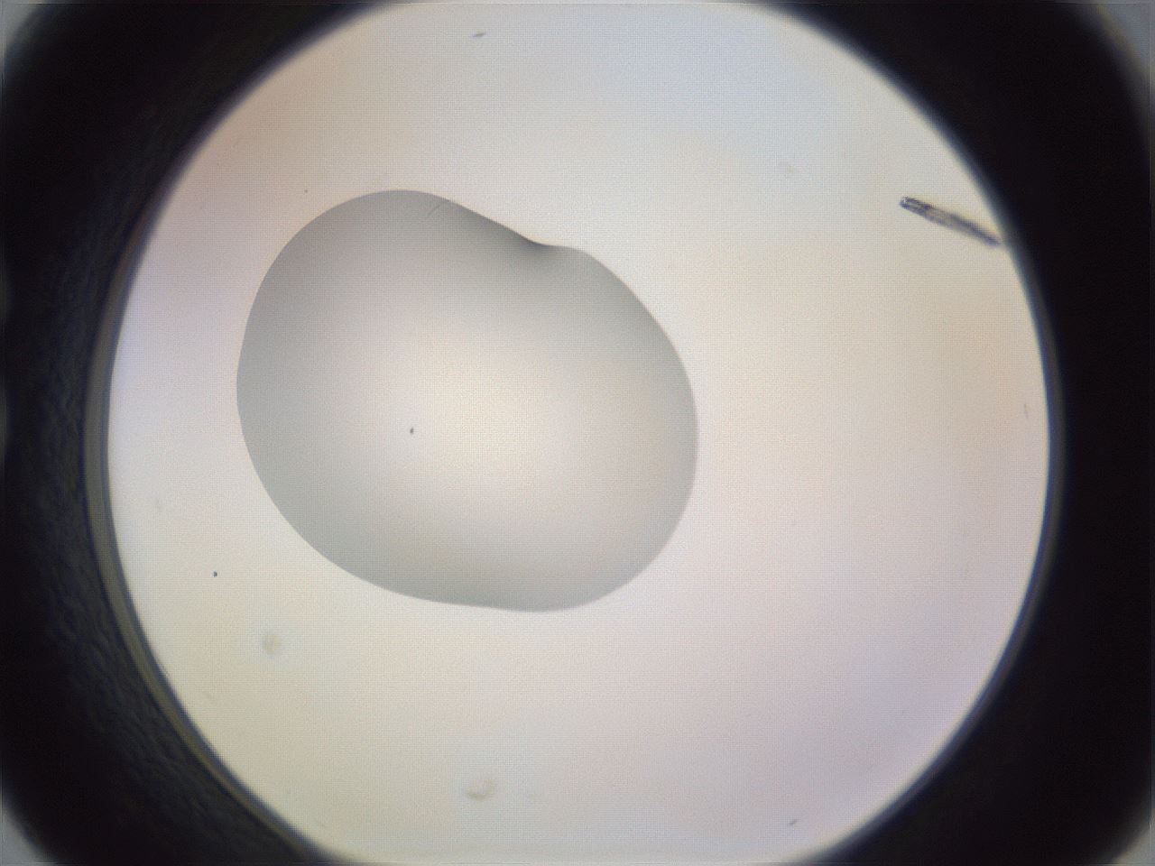 folderID410_plateID1410_batchID5183_wellNum30_profileID1_d1_r86351_ef.jpg