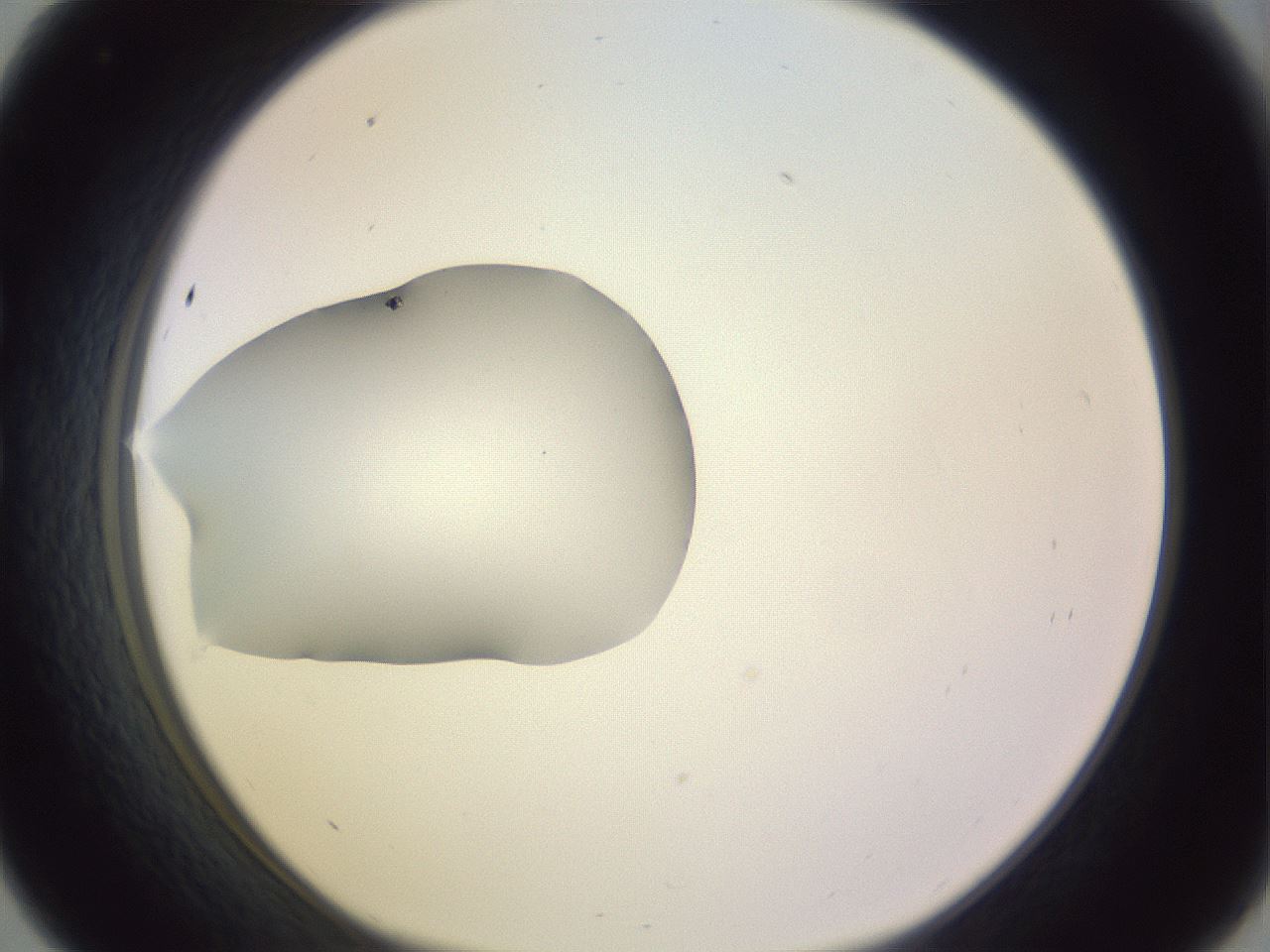 folderID410_plateID1410_batchID5183_wellNum33_profileID1_d1_r86354_ef.jpg