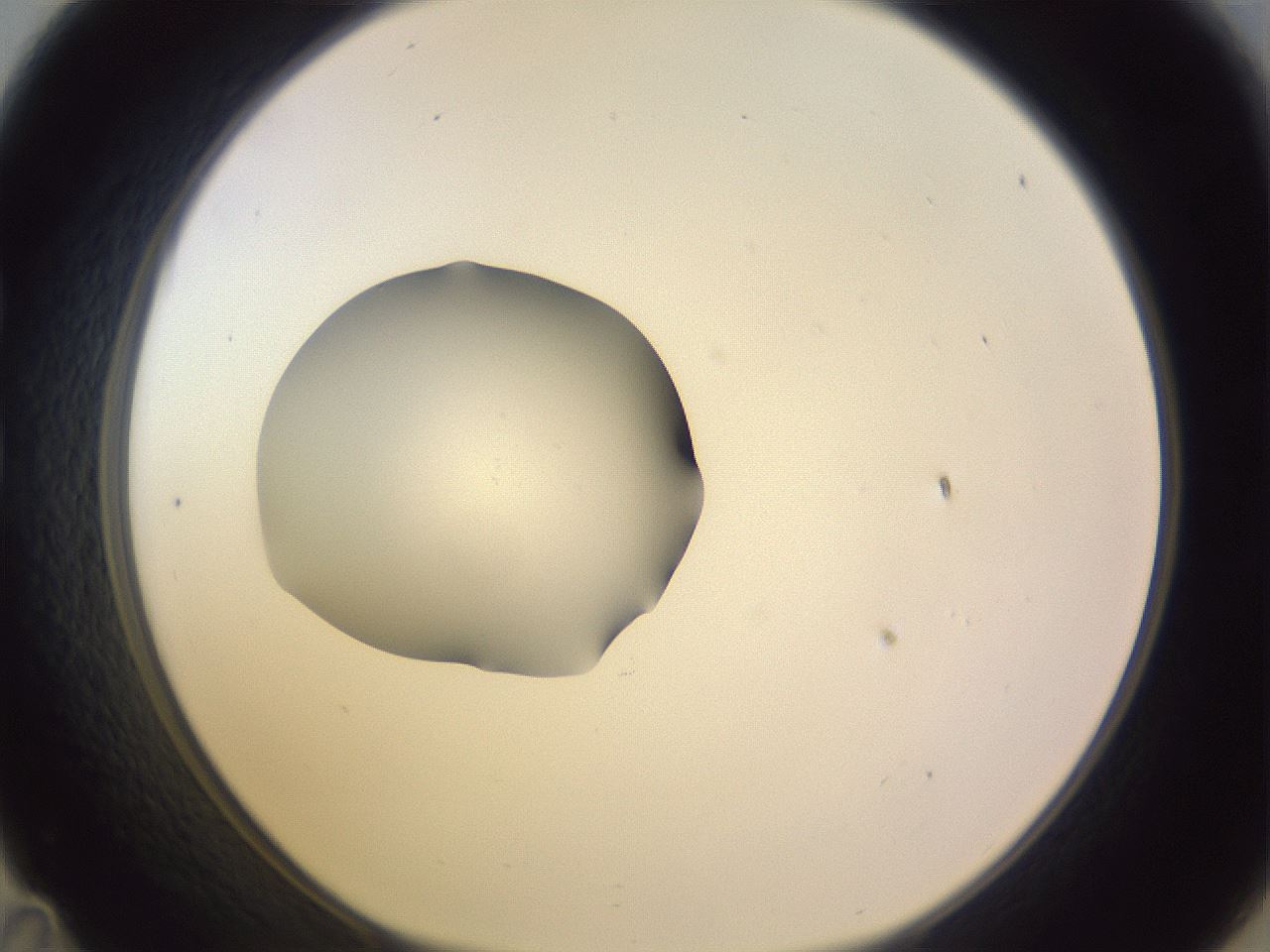 folderID410_plateID1410_batchID5183_wellNum35_profileID1_d1_r86356_ef.jpg