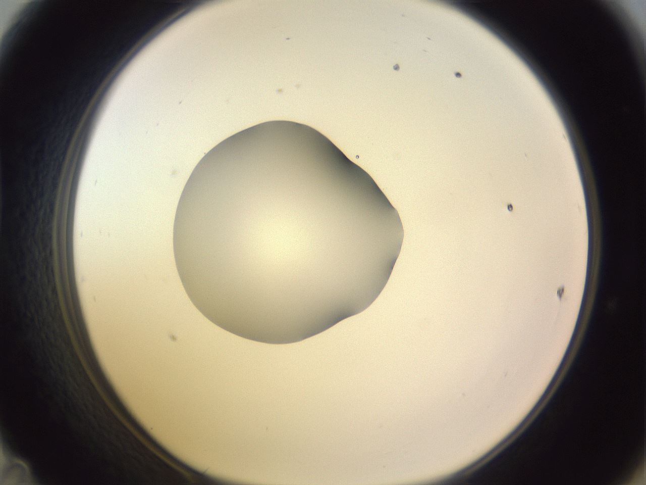 folderID410_plateID1410_batchID5183_wellNum47_profileID1_d1_r86368_ef.jpg