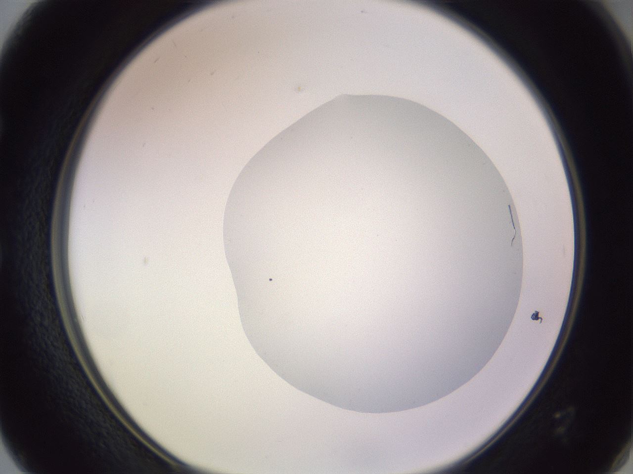 folderID410_plateID1410_batchID5183_wellNum50_profileID1_d1_r86371_ef.jpg