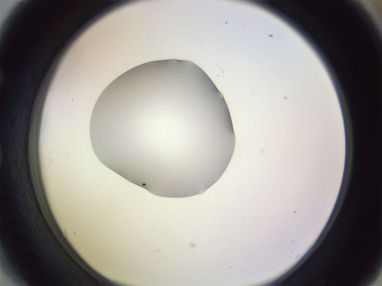 folderID410_plateID1410_batchID5183_wellNum54_profileID1_d1_r86375_ef.jpg