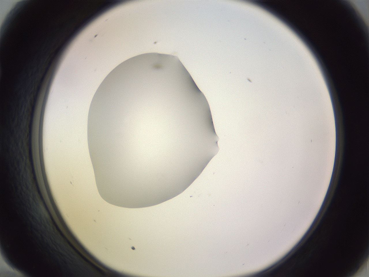 folderID410_plateID1410_batchID5183_wellNum58_profileID1_d1_r86379_ef.jpg