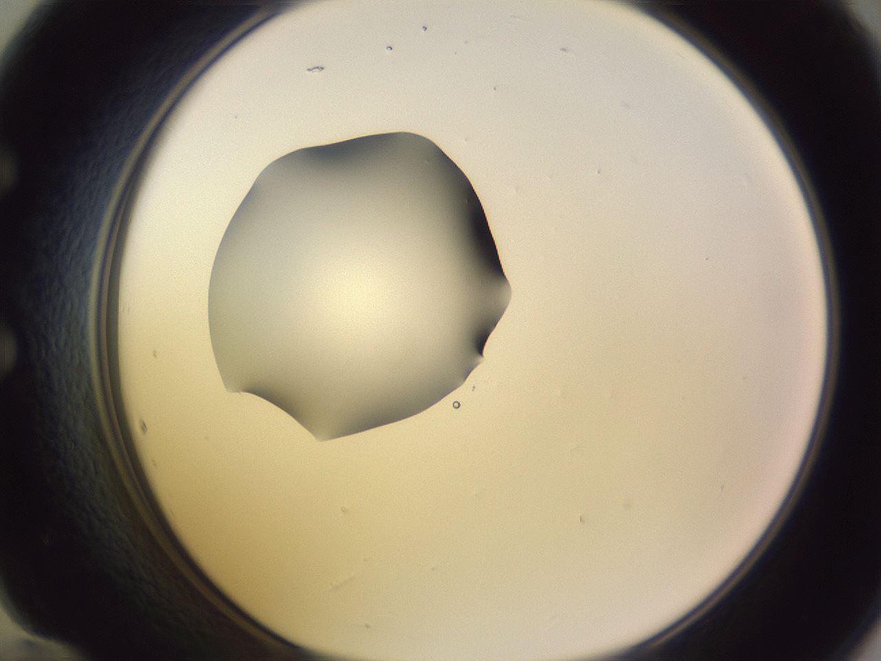 folderID410_plateID1410_batchID5183_wellNum60_profileID1_d1_r86381_ef.jpg