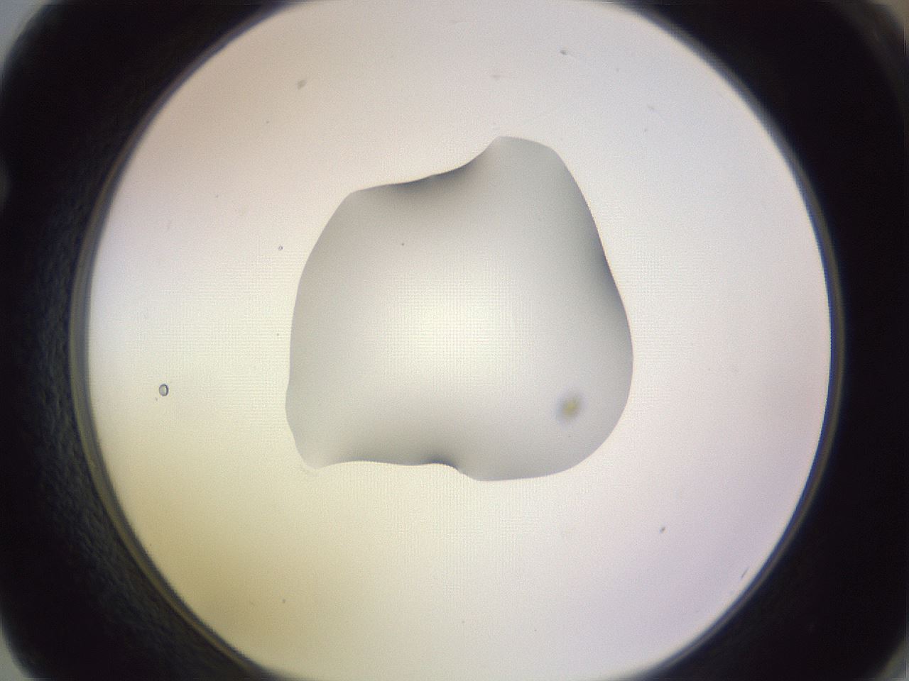 folderID410_plateID1410_batchID5183_wellNum62_profileID1_d1_r86383_ef.jpg