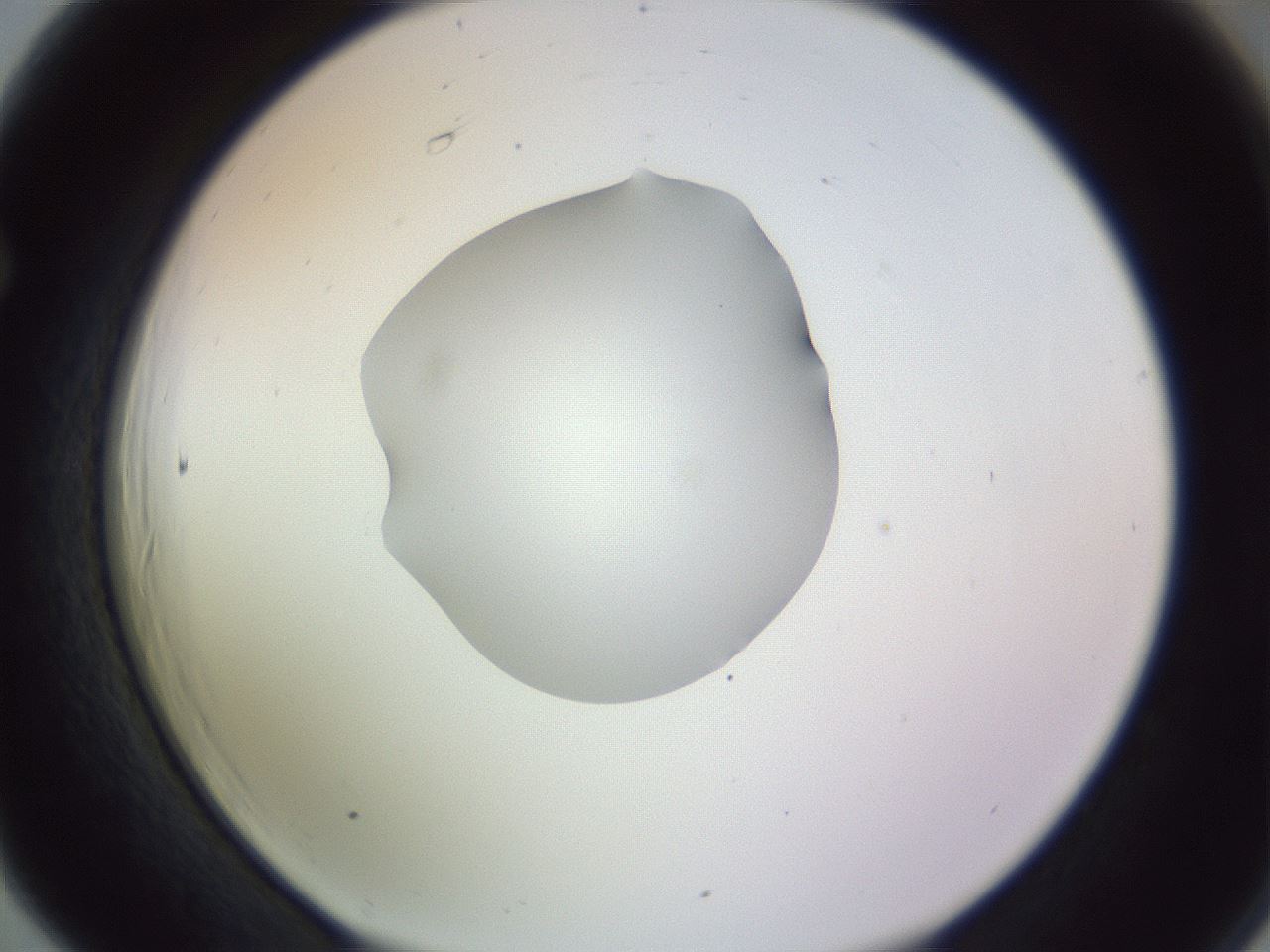 folderID410_plateID1410_batchID5183_wellNum66_profileID1_d1_r86387_ef.jpg