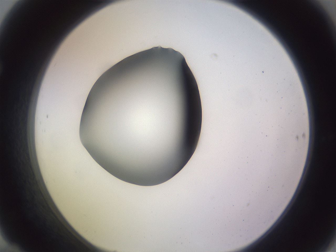 folderID410_plateID1410_batchID5183_wellNum70_profileID1_d1_r86391_ef.jpg