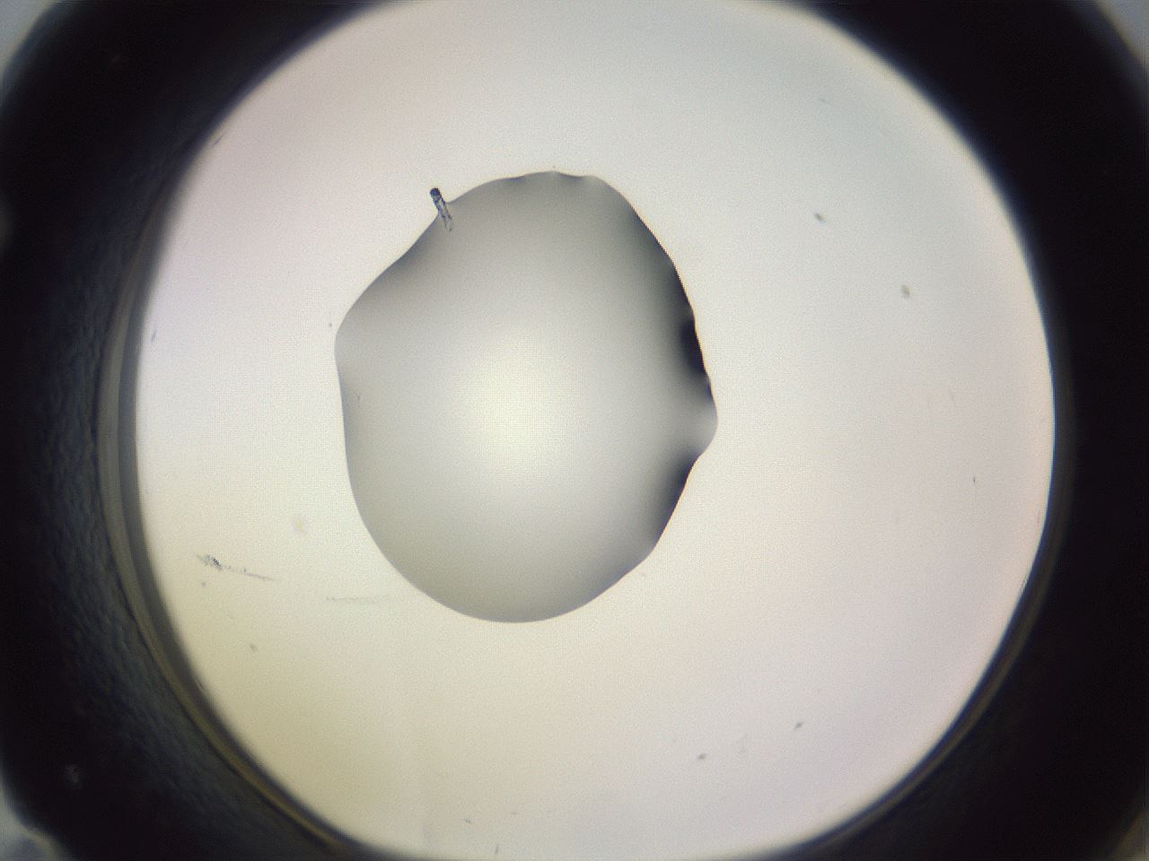 folderID410_plateID1410_batchID5183_wellNum71_profileID1_d1_r86392_ef.jpg