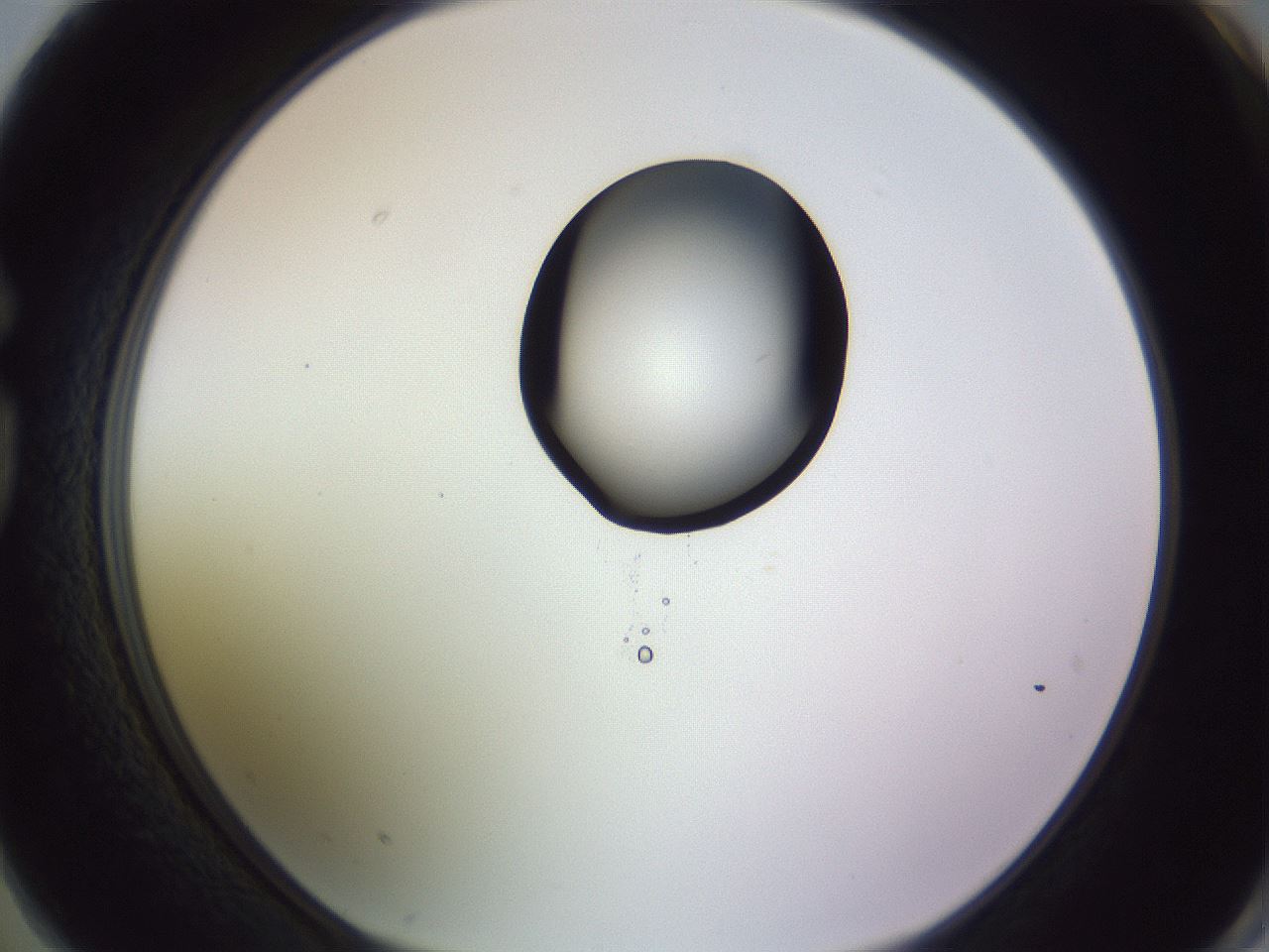 folderID410_plateID1410_batchID5183_wellNum74_profileID1_d1_r86395_ef.jpg