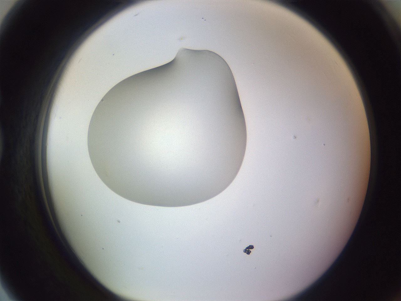 folderID410_plateID1410_batchID5183_wellNum79_profileID1_d1_r86400_ef.jpg