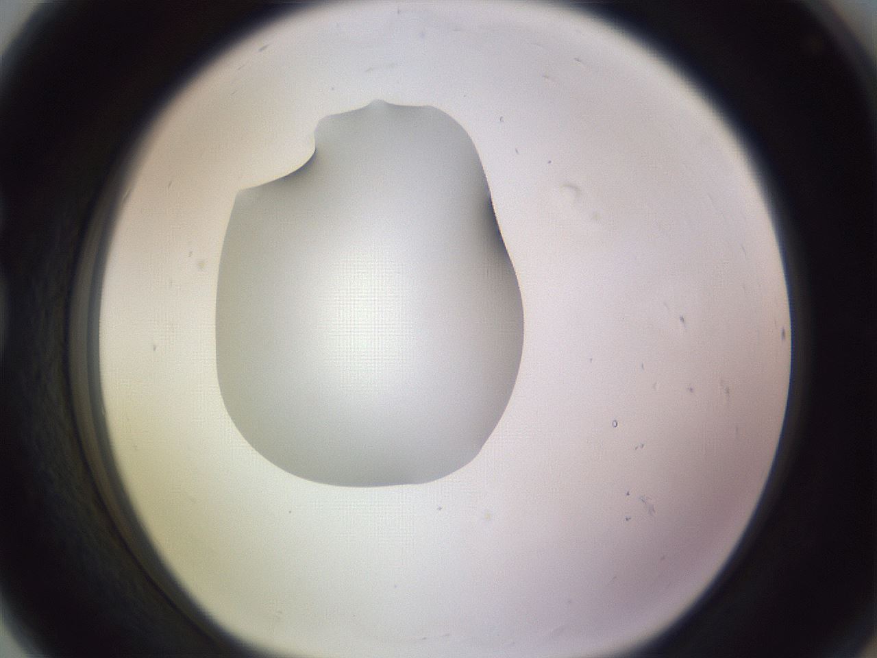 folderID410_plateID1410_batchID5183_wellNum80_profileID1_d1_r86401_ef.jpg