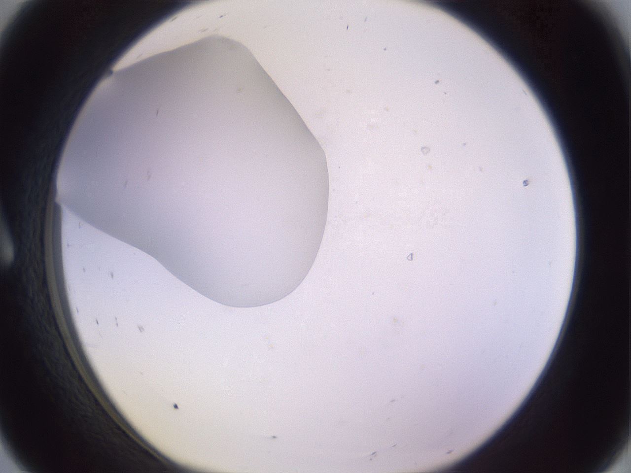 folderID410_plateID1410_batchID5183_wellNum8_profileID1_d1_r86329_ef.jpg