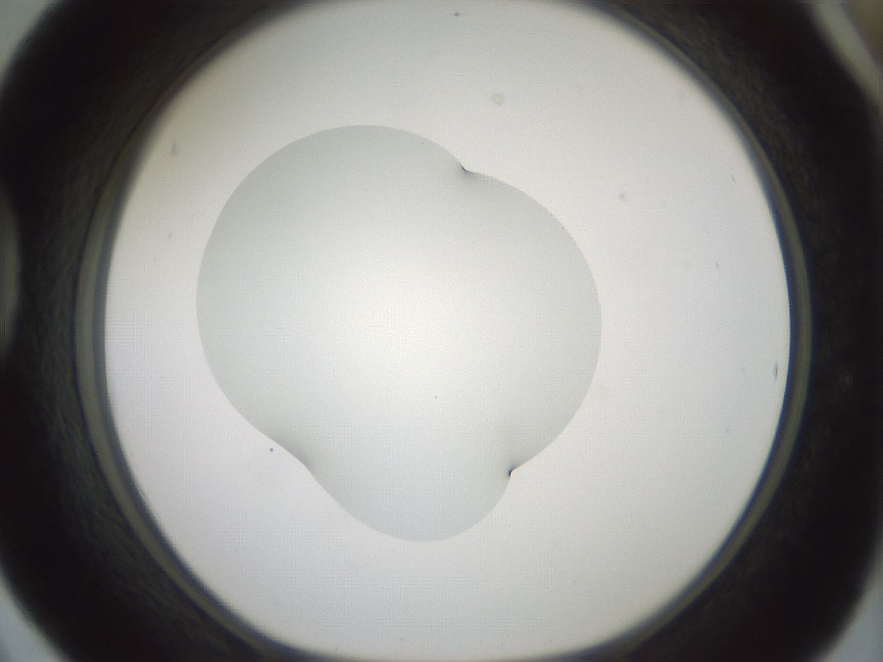 folderID414_plateID1414_batchID5189_wellNum42_profileID1_d1_r86747_ef.jpg