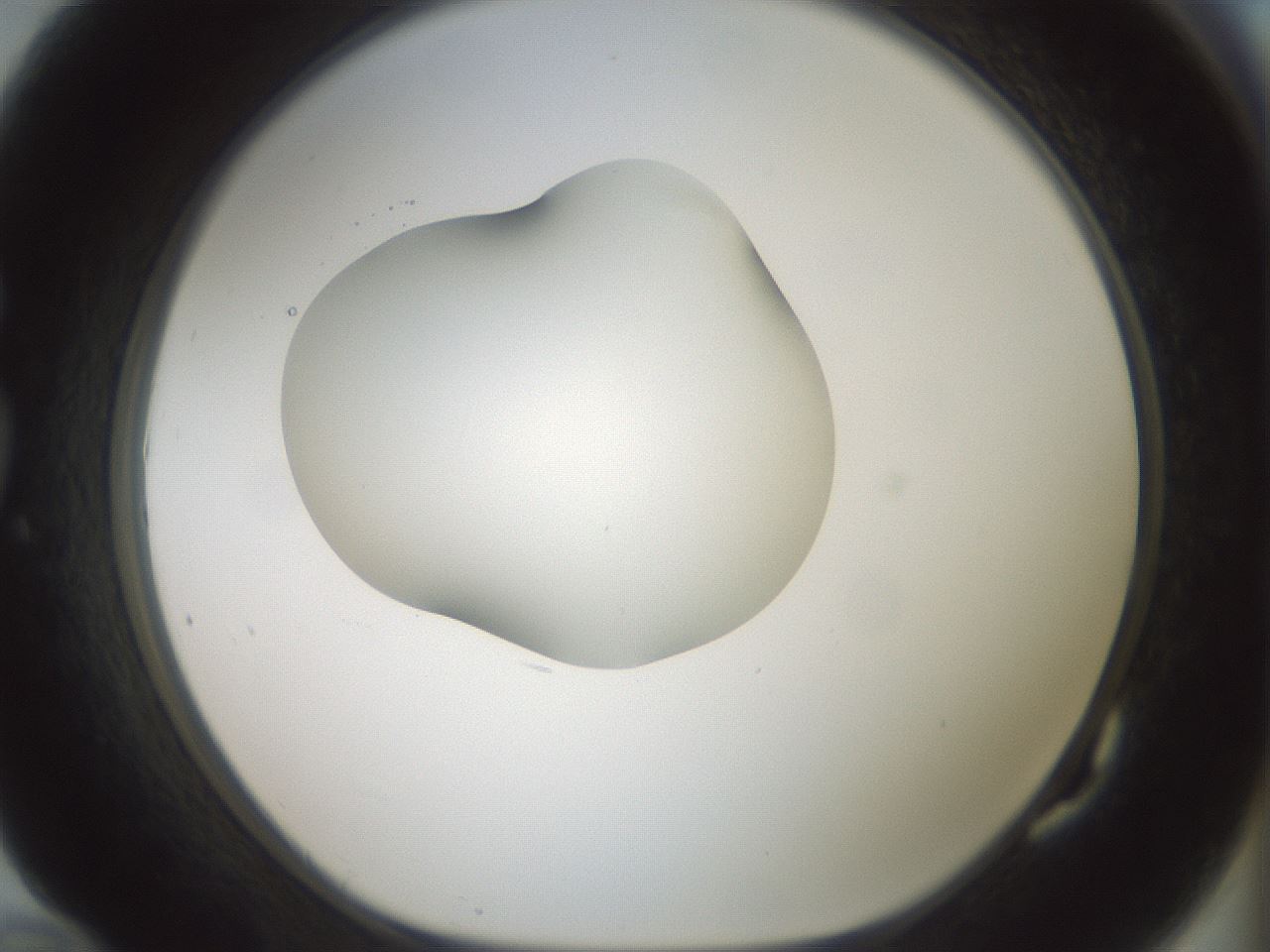 folderID414_plateID1414_batchID5189_wellNum82_profileID1_d1_r86787_ef.jpg