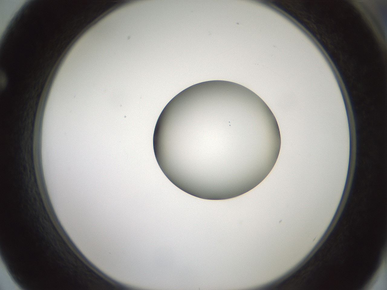folderID415_plateID1415_batchID5192_wellNum62_profileID1_d1_r86959_ef.jpg