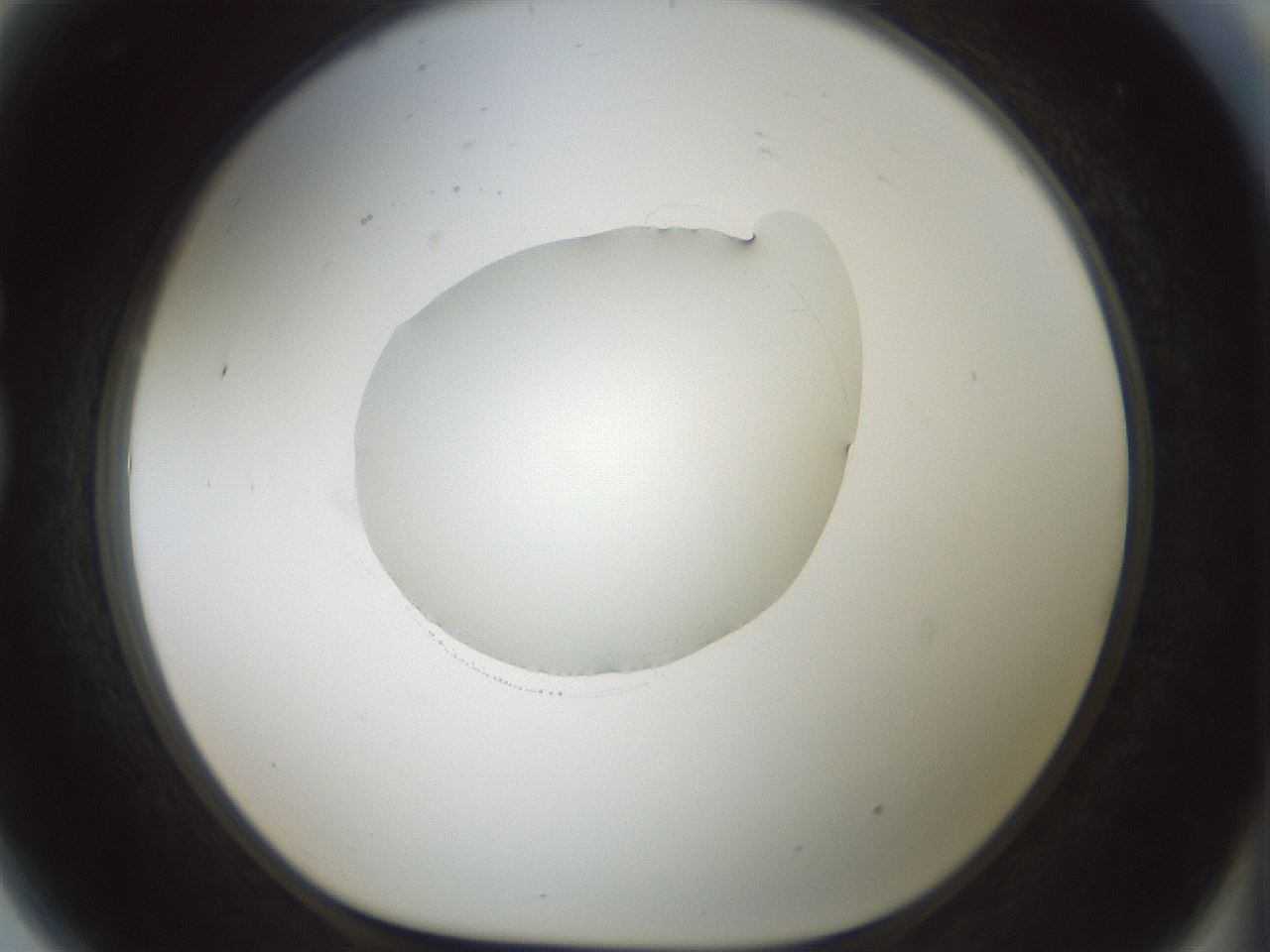 folderID415_plateID1415_batchID5192_wellNum81_profileID1_d1_r86978_ef.jpg