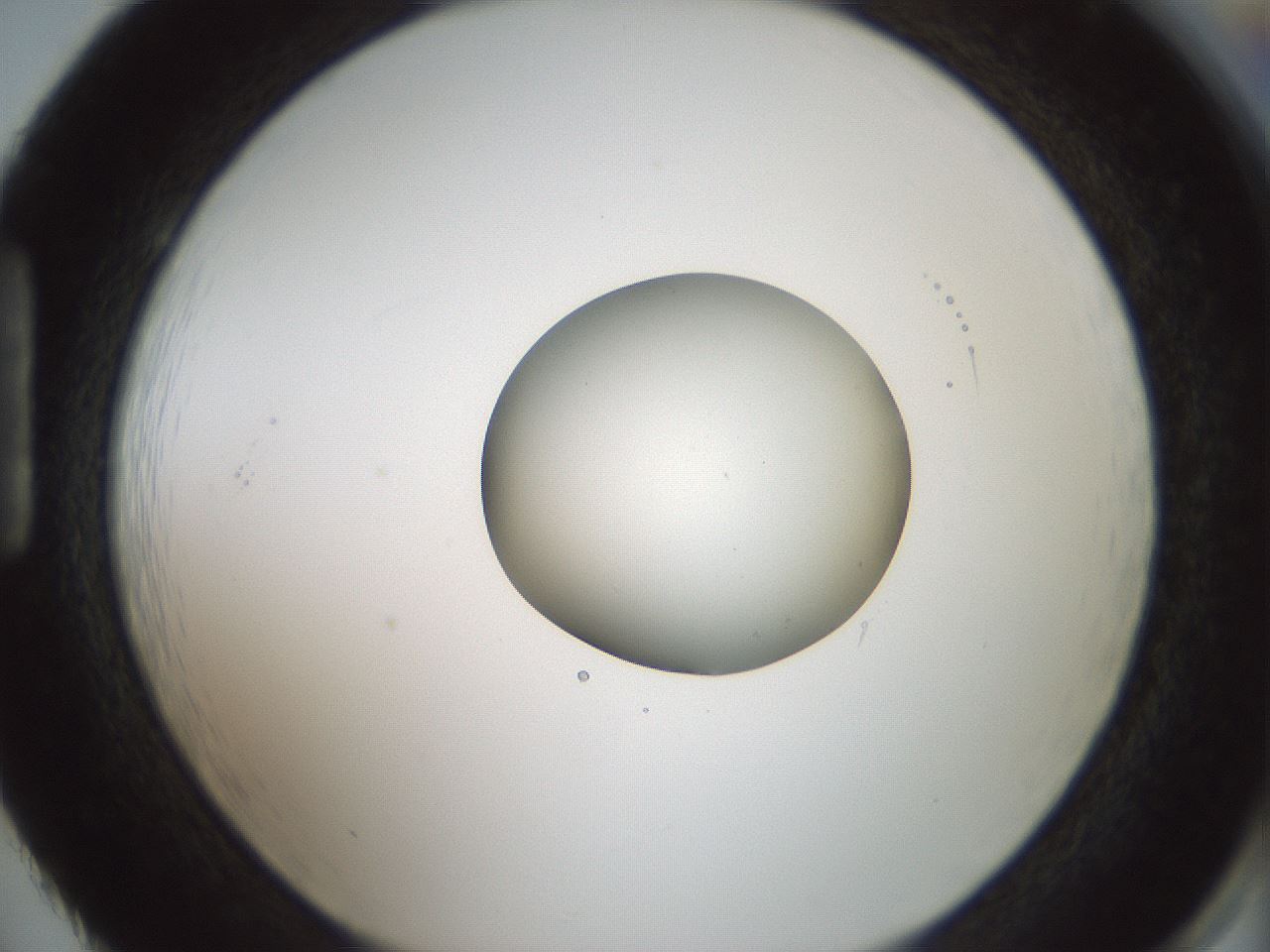 folderID415_plateID1415_batchID5192_wellNum86_profileID1_d1_r86983_ef.jpg