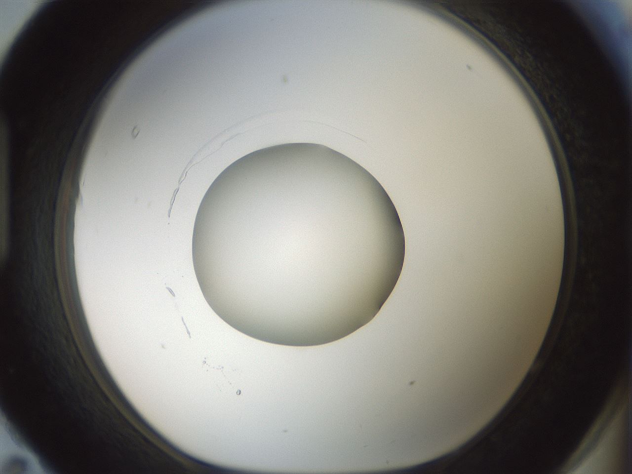 folderID415_plateID1415_batchID5192_wellNum95_profileID1_d1_r86992_ef.jpg