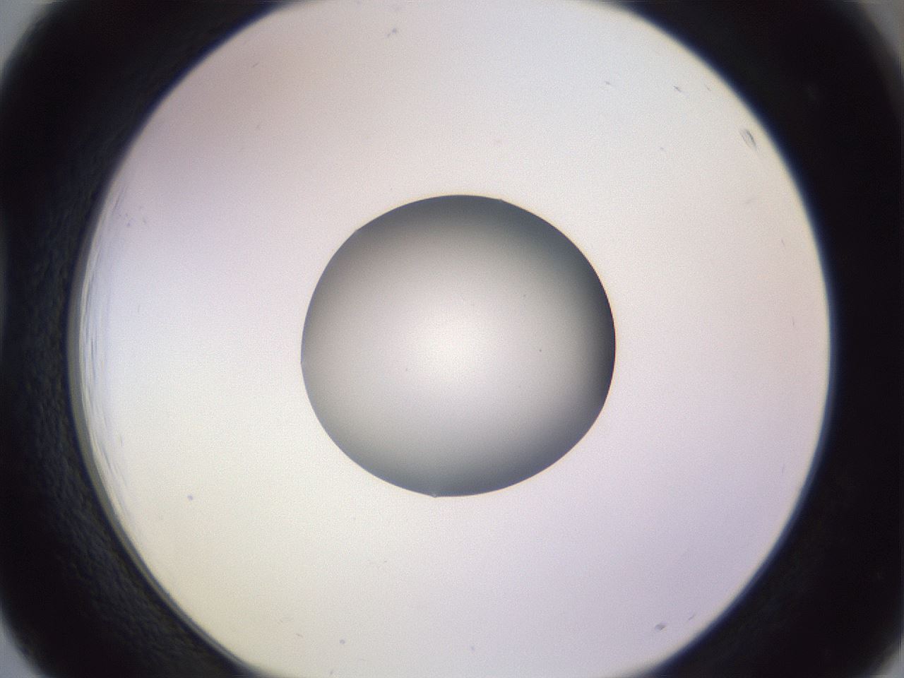 folderID416_plateID1416_batchID5191_wellNum39_profileID1_d1_r86840_ef.jpg