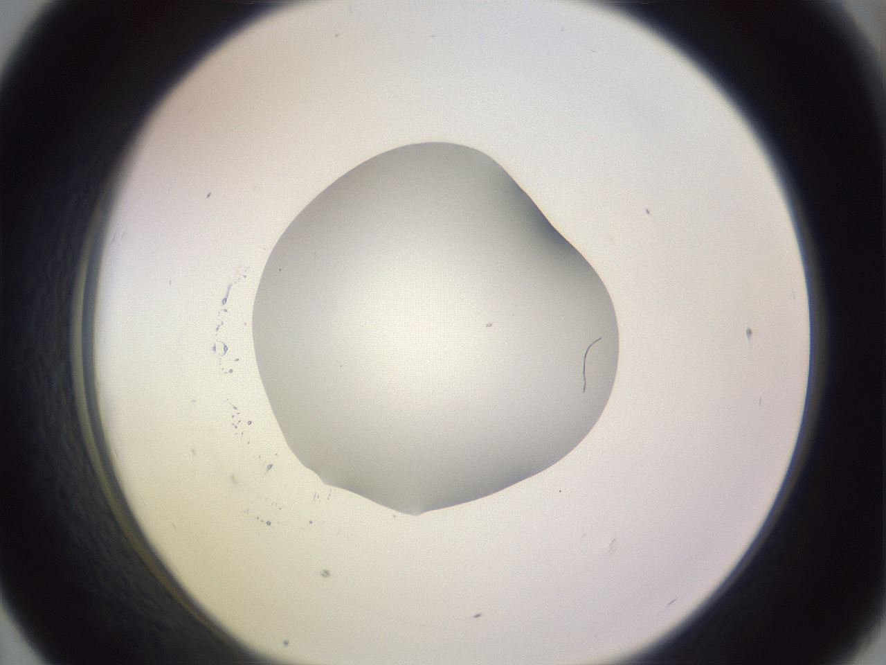 folderID416_plateID1416_batchID5191_wellNum43_profileID1_d1_r86844_ef.jpg