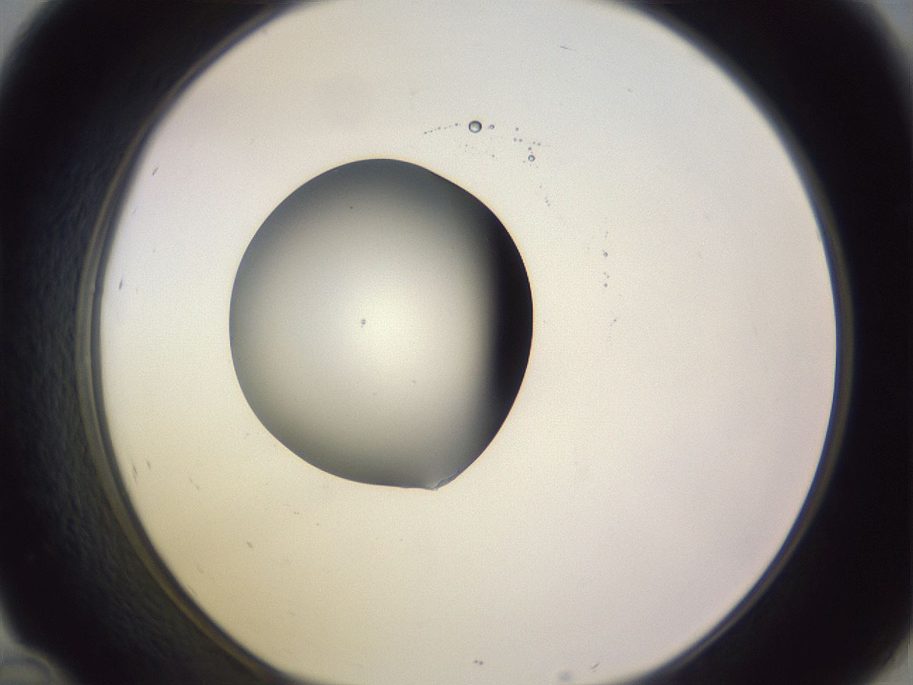 folderID416_plateID1416_batchID5191_wellNum46_profileID1_d1_r86847_ef.jpg