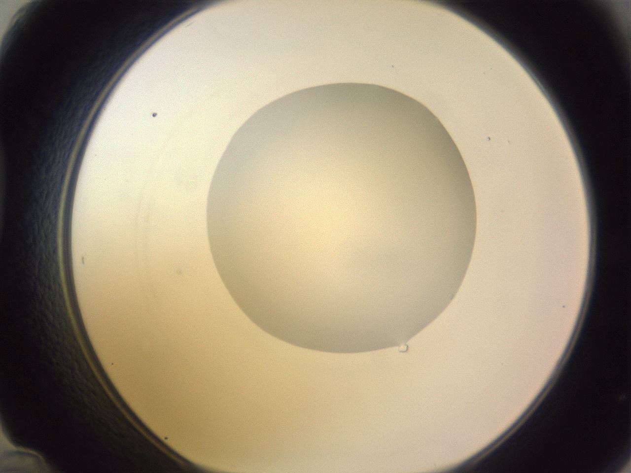 folderID416_plateID1416_batchID5191_wellNum48_profileID1_d1_r86849_ef.jpg
