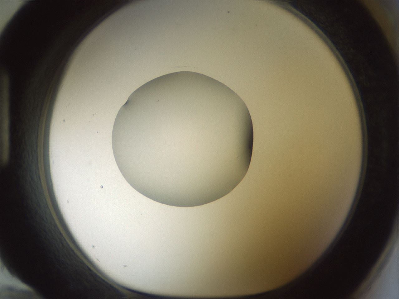 folderID415_plateID1415_batchID5192_wellNum96_profileID1_d1_r86993_ef.jpg