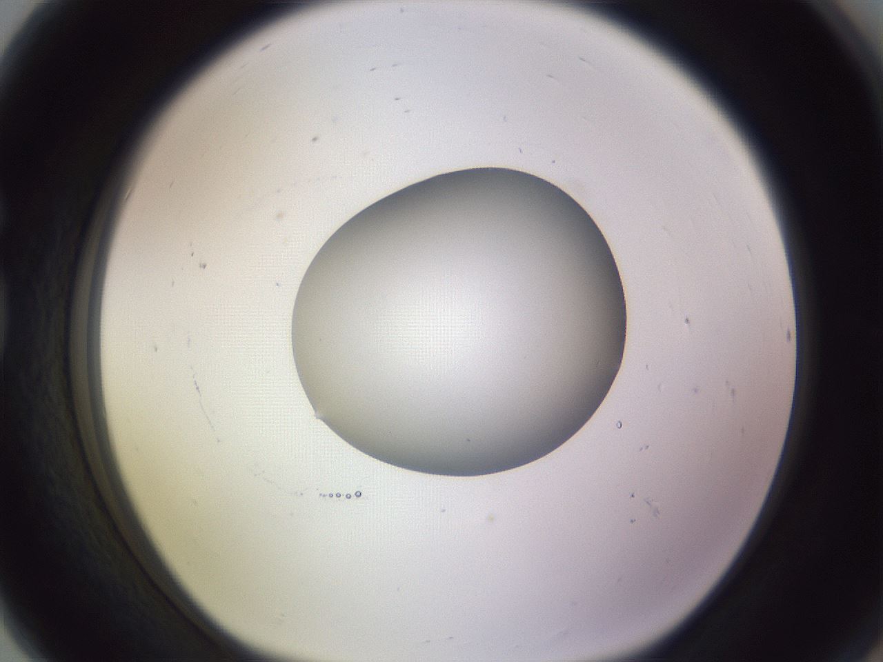 folderID416_plateID1416_batchID5191_wellNum80_profileID1_d1_r86881_ef.jpg