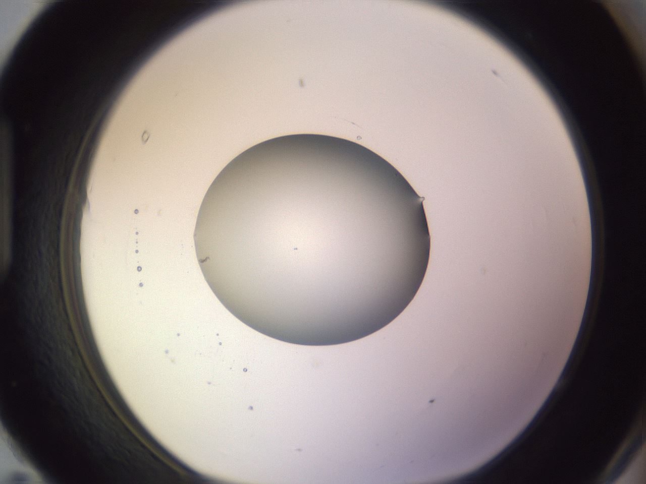 folderID416_plateID1416_batchID5191_wellNum95_profileID1_d1_r86896_ef.jpg