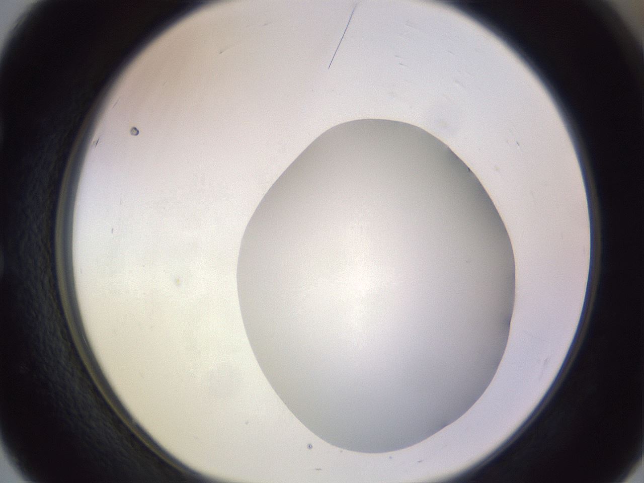 folderID416_plateID1416_batchID5191_wellNum51_profileID1_d1_r86852_ef.jpg