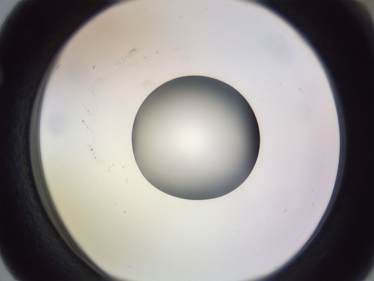 folderID416_plateID1416_batchID5191_wellNum63_profileID1_d1_r86864_ef.jpg