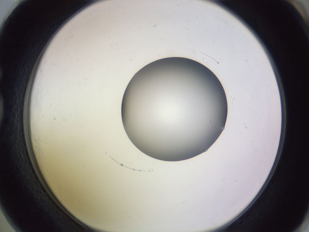 folderID416_plateID1416_batchID5191_wellNum73_profileID1_d1_r86874_ef.jpg
