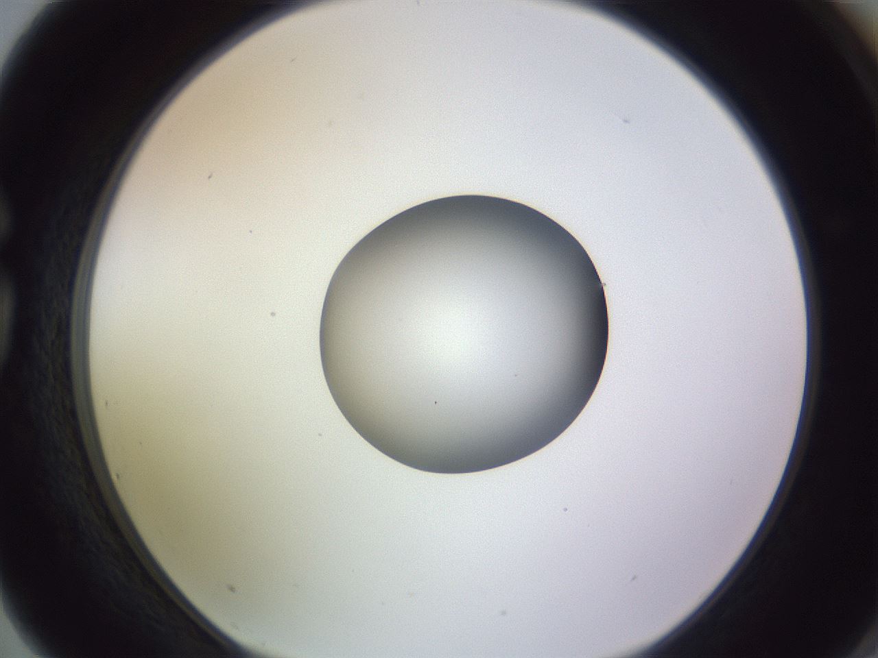 folderID416_plateID1416_batchID5191_wellNum75_profileID1_d1_r86876_ef.jpg