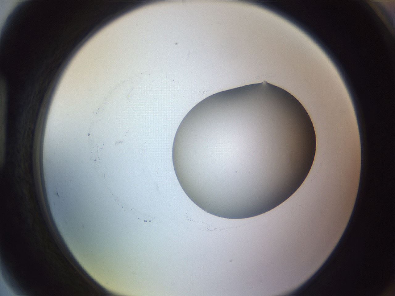 folderID416_plateID1416_batchID5191_wellNum89_profileID1_d1_r86890_ef.jpg