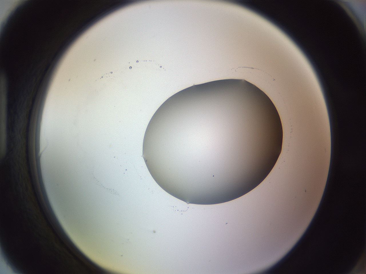 folderID416_plateID1416_batchID5191_wellNum90_profileID1_d1_r86891_ef.jpg