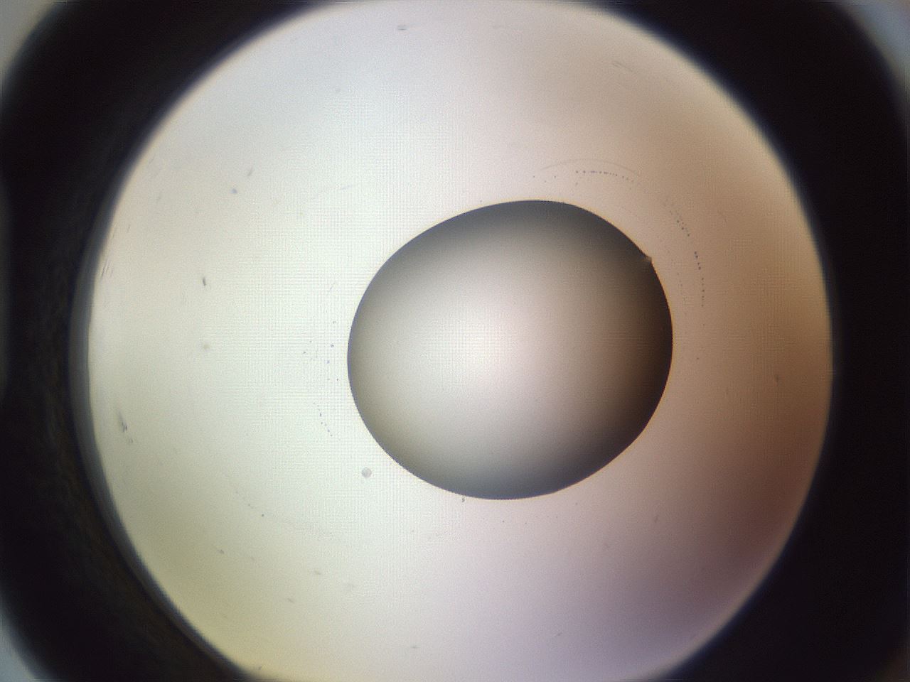 folderID416_plateID1416_batchID5191_wellNum91_profileID1_d1_r86892_ef.jpg