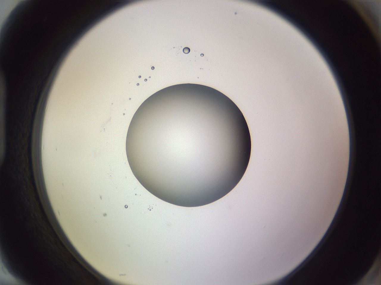 folderID416_plateID1416_batchID5191_wellNum94_profileID1_d1_r86895_ef.jpg
