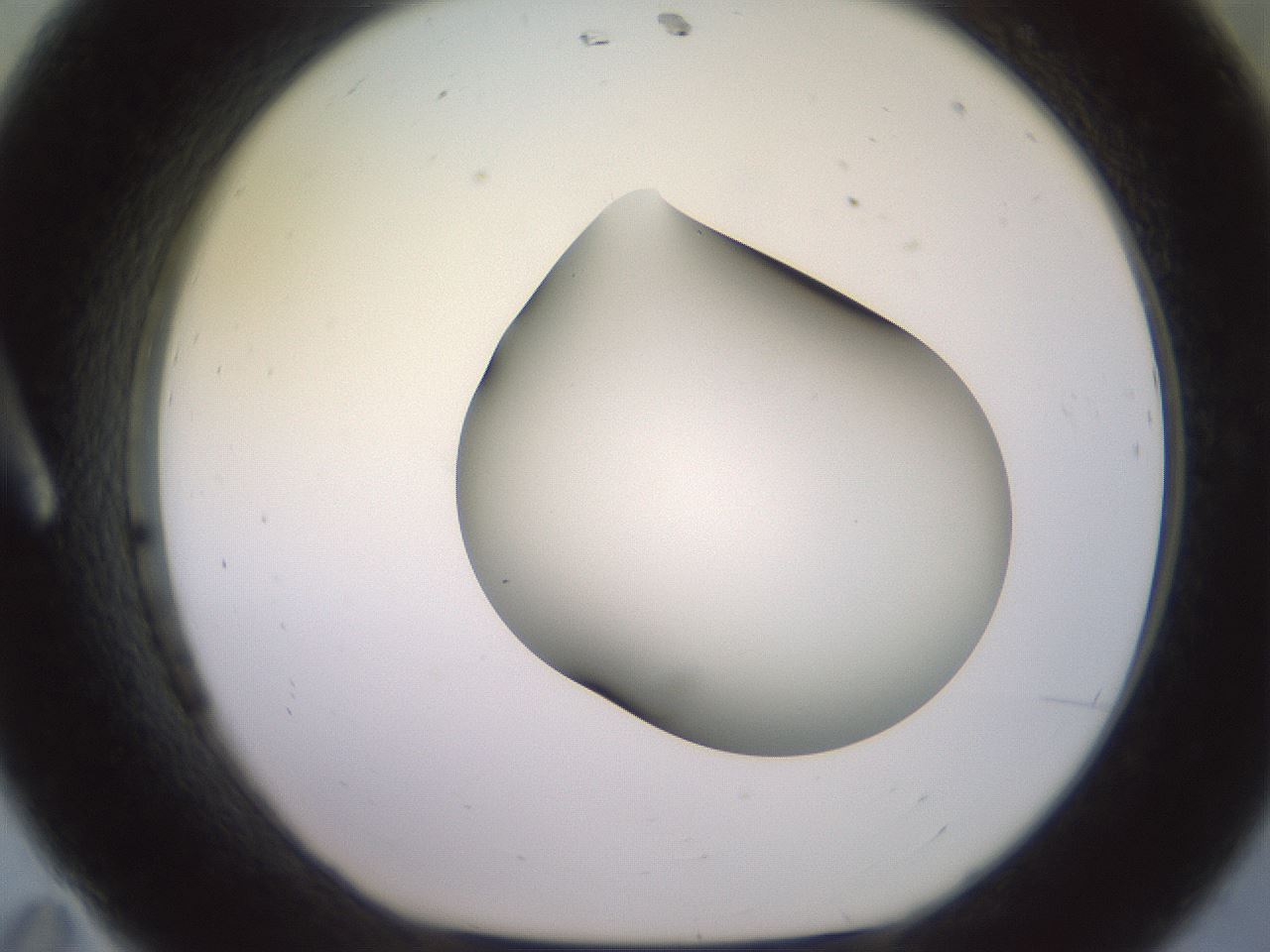 folderID416_plateID2416_batchID11658_wellNum11_profileID1_d1_r179178_ef.jpg